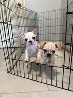 Lucy, a female French Bulldog for sale in Salem, OR – 5 of 5