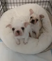 Lucy, a female French Bulldog for sale in Salem, OR – 1 of 5