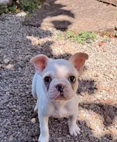 Lucy, a female French Bulldog for sale in Salem, OR – 3 of 5