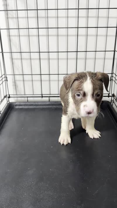 The Question, a male American Pit Bull Terrier for sale in Staten Island, NY – 2 of 2