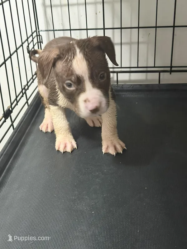 The Question – American Pit Bull Terrier puppy for sale in Staten Island, NY