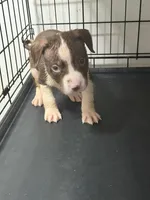 The Question, a male American Pit Bull Terrier for sale in Staten Island, NY – 1 of 2