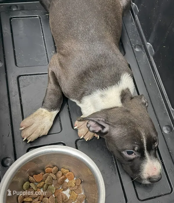 Saturday  – American Pit Bull Terrier puppy for sale in Staten Island, NY