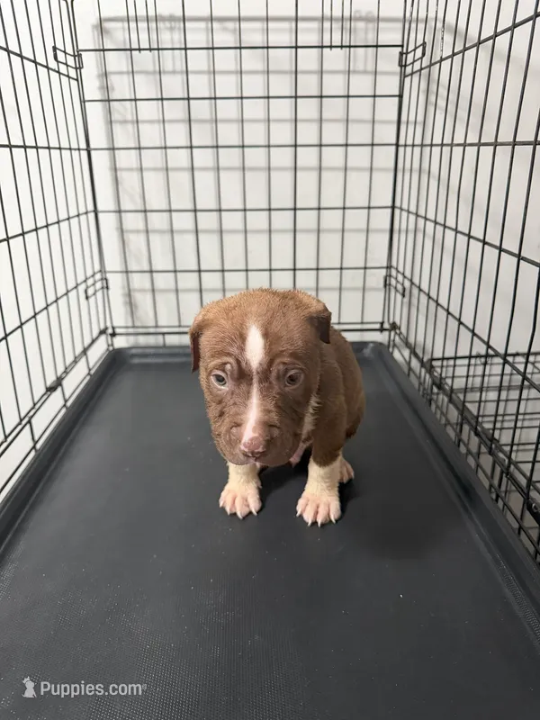 Dick Dastardly – American Pit Bull Terrier puppy for sale in Staten Island, NY