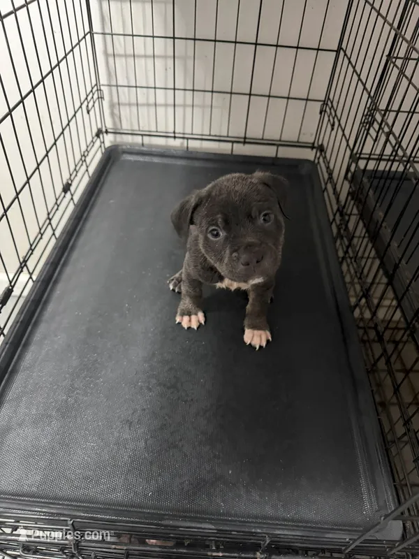 Batman – American Pit Bull Terrier puppy for sale in Staten Island, NY