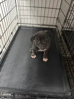 Batman, a male American Pit Bull Terrier for sale in Staten Island, NY – 1 of 2