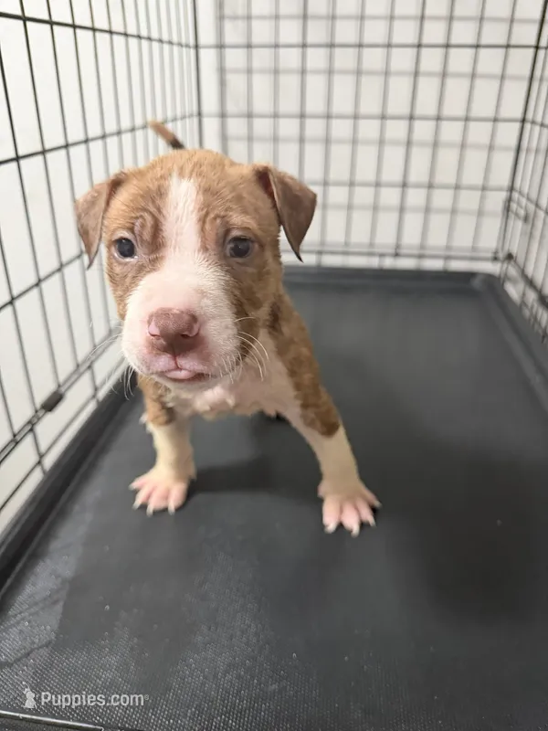 Snake Eyes – American Pit Bull Terrier puppy for sale in Staten Island, NY