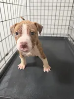 Snake Eyes, a male American Pit Bull Terrier for sale in Staten Island, NY – 1 of 2