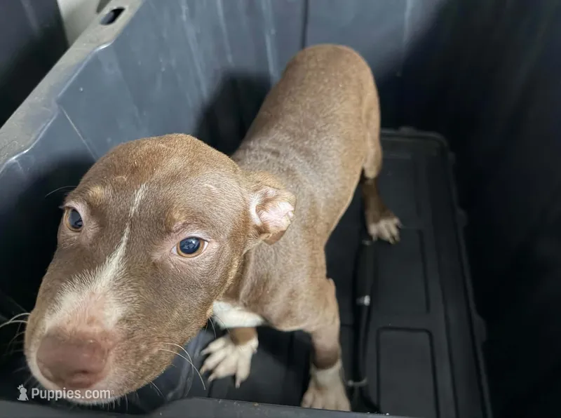 Janet... and it's Jackson if your nasty – American Pit Bull Terrier puppy for sale in Staten Island, NY
