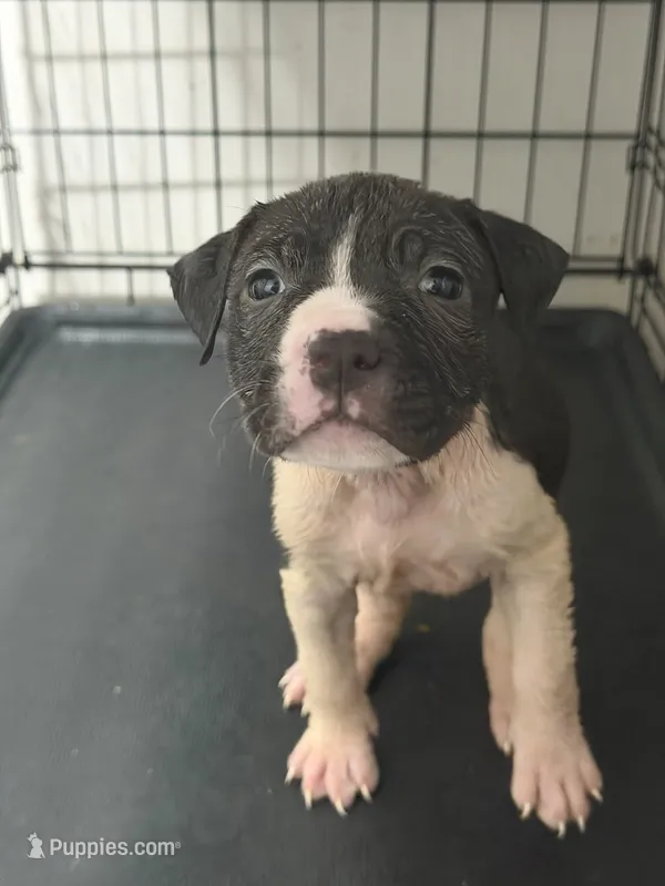 Saturday  – American Pit Bull Terrier puppy for sale in Staten Island, NY