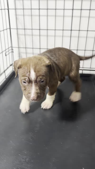 Dick Dastardly, a male American Pit Bull Terrier for sale in Staten Island, NY – 2 of 2