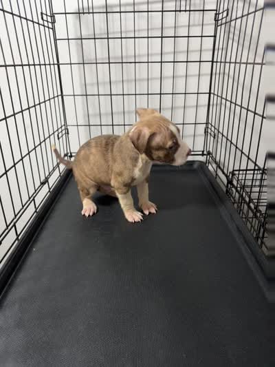 Snake Eyes, a male American Pit Bull Terrier for sale in Staten Island, NY – 2 of 2