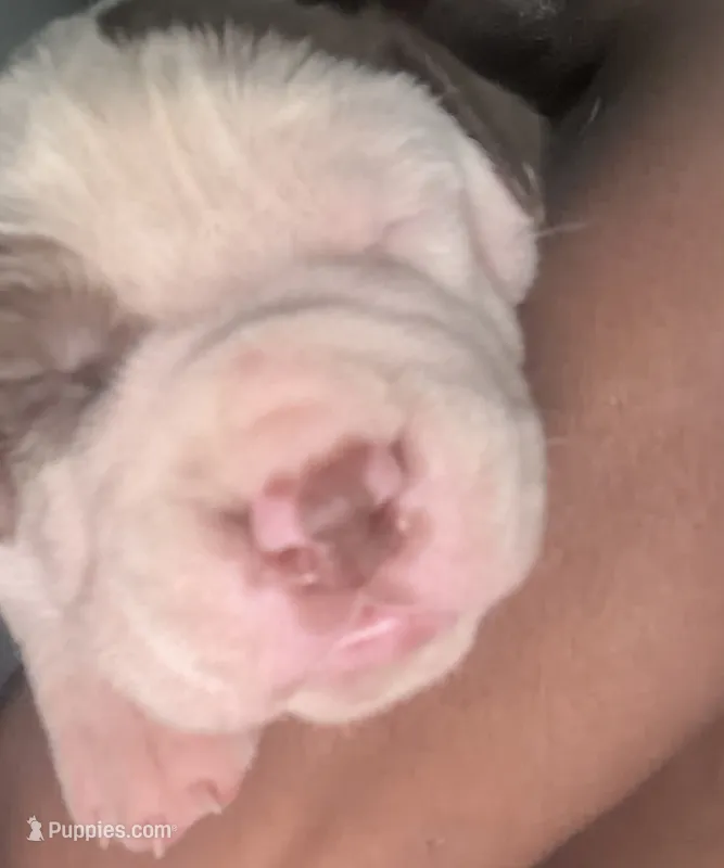 Cable – American Pit Bull Terrier puppy for sale in Staten Island, NY
