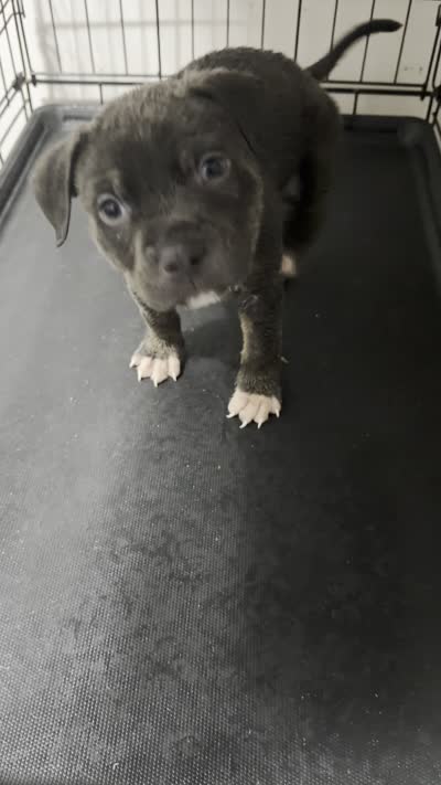 Batman, a male American Pit Bull Terrier for sale in Staten Island, NY – 2 of 2