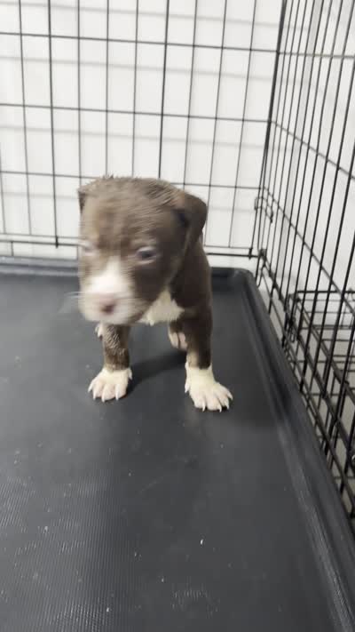 Janet... and it's Jackson if your nasty, a female American Pit Bull Terrier for sale in Staten Island, NY – 1 of 1