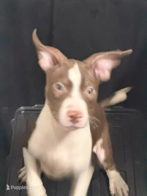 Dick Dastardly – American Pit Bull Terrier puppy for sale in Staten Island, NY