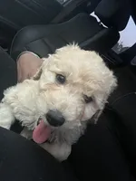 Milo, a male Goldendoodle for sale in Farmville, VA – Photo 2 of 6