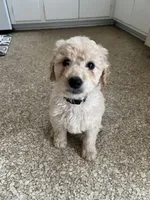 Milo, a male Goldendoodle for sale in Farmville, VA – Photo 5 of 6