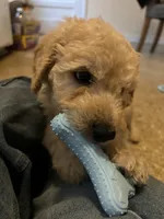 Milo, a male Goldendoodle for sale in Farmville, VA – Photo 3 of 6