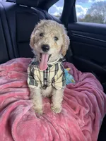 Milo, a male Goldendoodle for sale in Farmville, VA – Photo 4 of 6