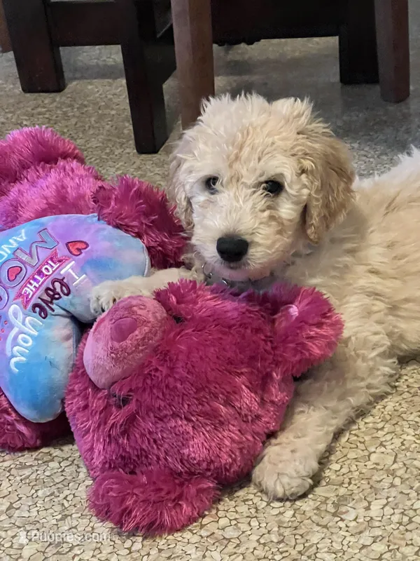 Milo – Goldendoodle puppy for sale in Farmville, VA