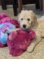 Milo, a male Goldendoodle for sale in Farmville, VA – Photo 1 of 6
