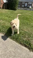 Milo, a male Goldendoodle for sale in Farmville, VA – Photo 6 of 6