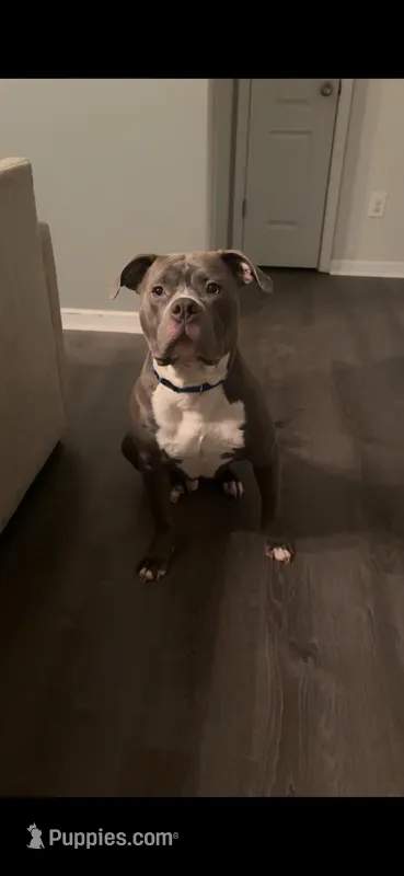 Onyx – American Pit Bull Terrier puppy for sale in Warner Robins, GA