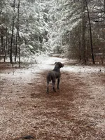 Onyx, a male American Pit Bull Terrier for sale in Warner Robins, GA – Photo 4 of 4