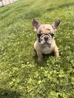 Tiana , a female French Bulldog for sale in Knoxville, TN – 4 of 4