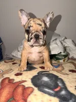 Tiana , a female French Bulldog for sale in Knoxville, TN – 1 of 4