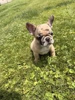 Tiana , a female French Bulldog for sale in Knoxville, TN – 3 of 4
