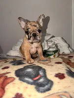Tiana , a female French Bulldog for sale in Knoxville, TN – 2 of 4