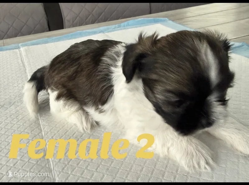 Female 2  – Shih Tzu puppy for sale in Lancaster, CA
