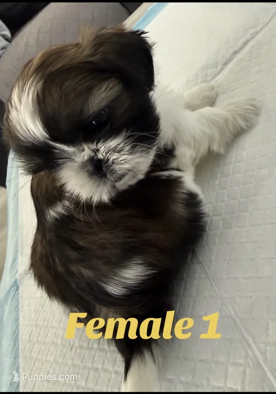 Female 1  – Shih Tzu puppy for sale in Lancaster, CA