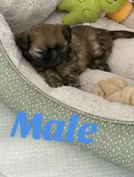 male , a male Shih Tzu for sale in Lancaster, CA – 1 of 1