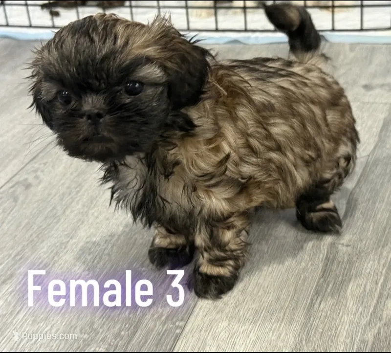 female 3  – Shih Tzu puppy for sale in Lancaster, CA