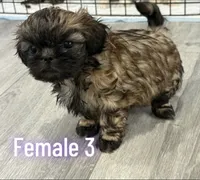 female 3 , a female Shih Tzu for sale in Lancaster, CA – 1 of 1