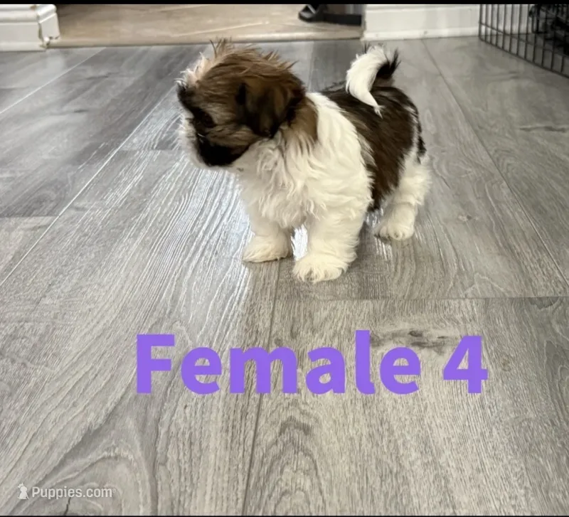 female 4  – Shih Tzu puppy for sale in Lancaster, CA