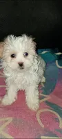 You Name her!, a female Mal Shi for sale in Hicksville, NY – 2 of 2