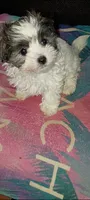 You Name Her, a female Mal Shi for sale in Hicksville, NY – 2 of 2