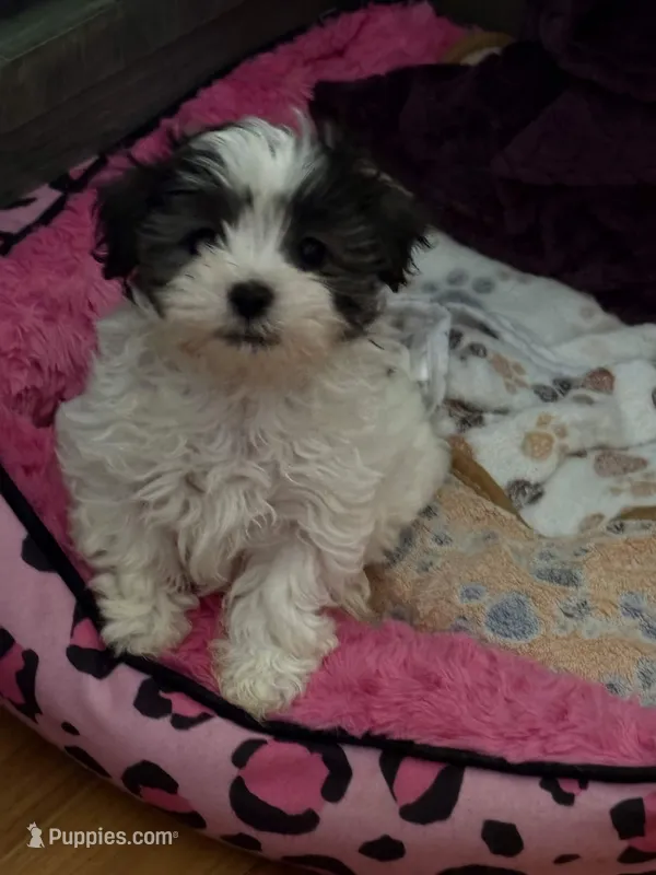 You Name Her – Mal Shi puppy for sale in Hicksville, NY