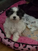 You Name Her, a female Mal Shi for sale in Hicksville, NY – 1 of 2