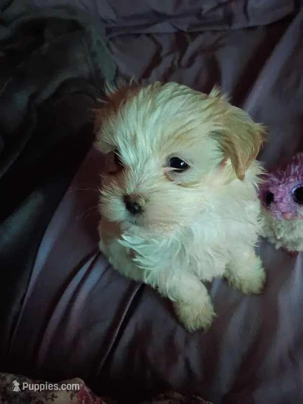 You Name her! – Mal Shi puppy for sale in Hicksville, NY