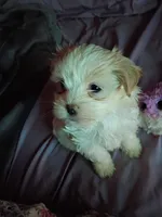 You Name her!, a female Mal Shi for sale in Hicksville, NY – 1 of 2