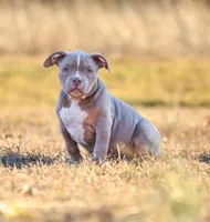 Blaze, a male American Bully for sale in Bolivar, MO – Photo 3 of 3
