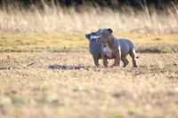 Blaze, a male American Bully for sale in Bolivar, MO – Photo 1 of 3