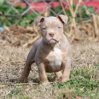 Buster, a male American Bully for sale in Bolivar, MO – Photo 4 of 6