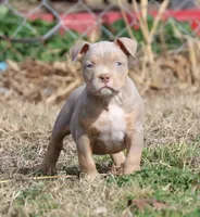 Buster, a male American Bully for sale in Bolivar, MO – Photo 2 of 4