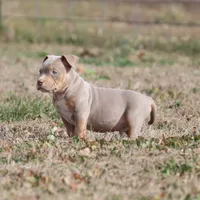 Buster, a male American Bully for sale in Bolivar, MO – Photo 5 of 6